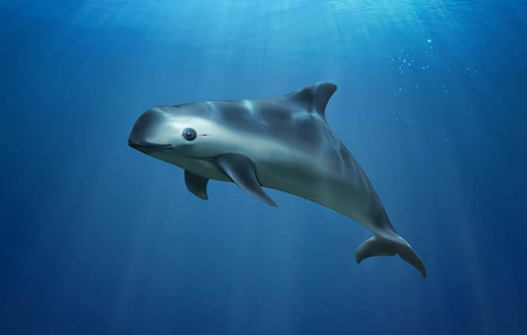 Vanishing vaquita: saving the world’s most endangered marine mammal