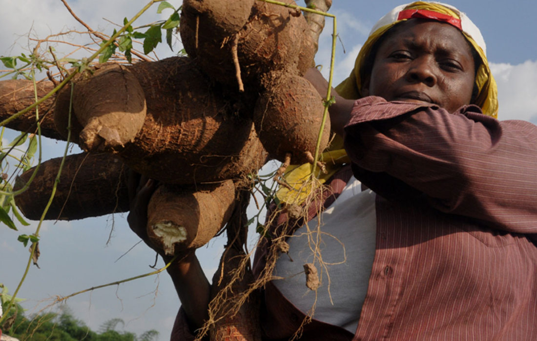 Launching the Rockefeller Foundation Cassava Innovation Challenge