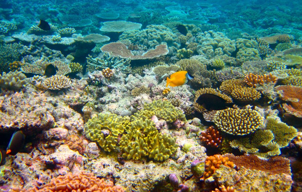 Great Barrier Reef under threat from planned port expansions to export fossil fuels