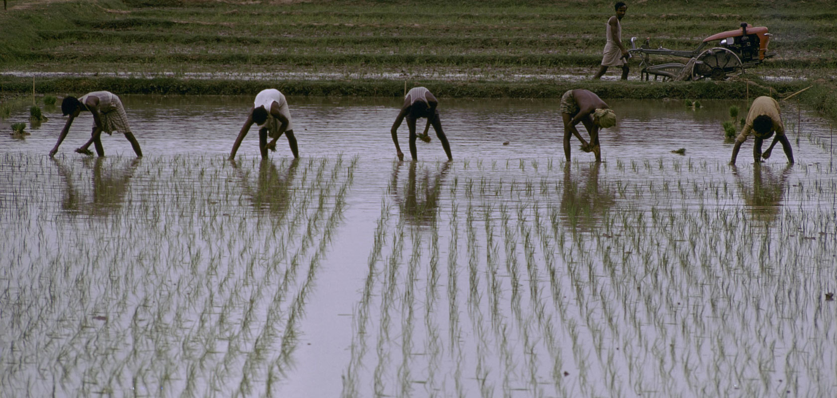 Studying the rice market in Bangladesh