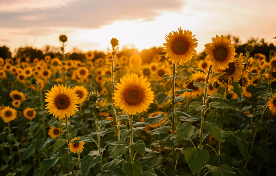 Tanzania’s sunflower sector is paving the way for future industrialization and sustainable growth