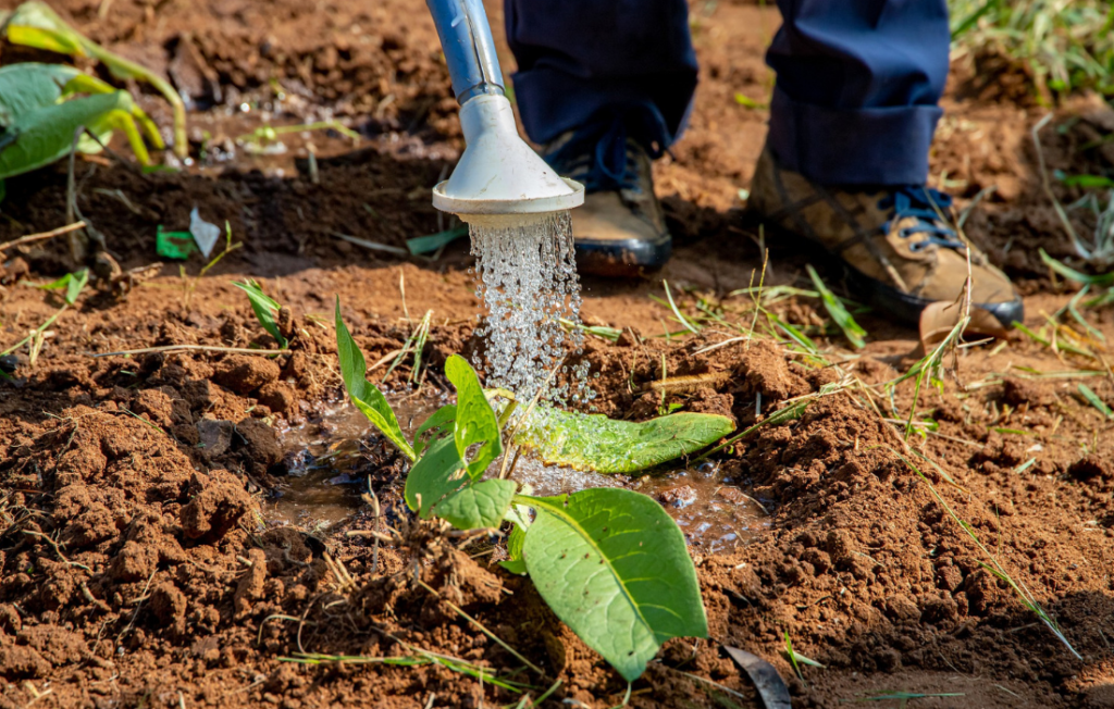 A ‘big bet’ on irrigation for Kenya’s smallholder farmers