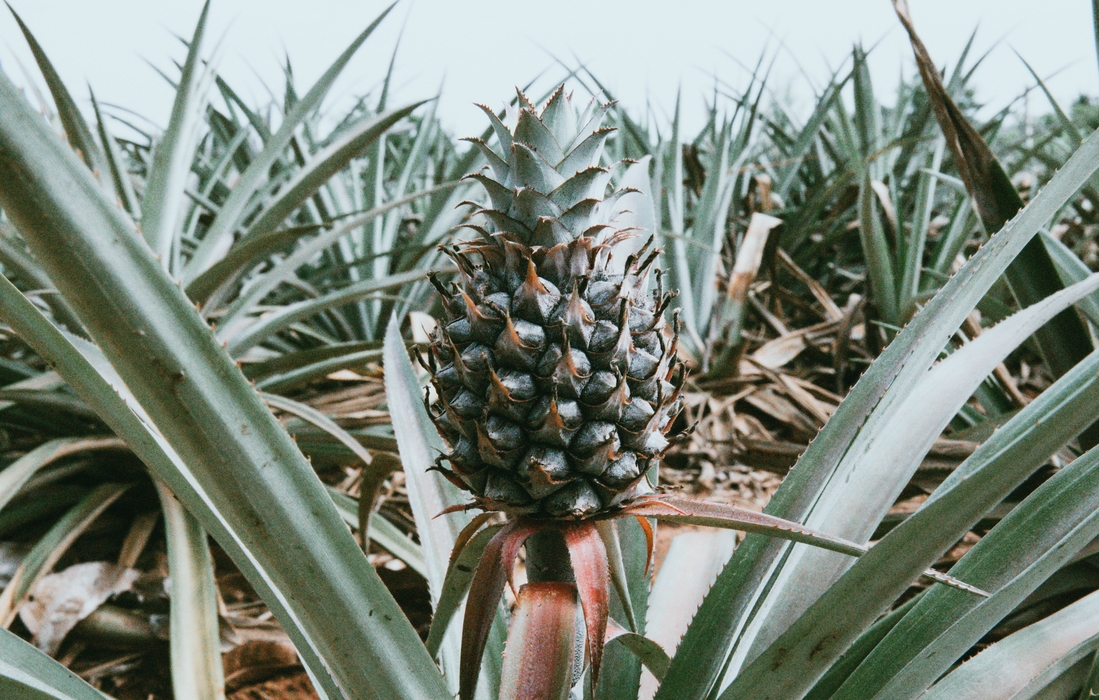 Opérationnaliser le Bureau d’Exécution Stratégique en Guinée (BES)