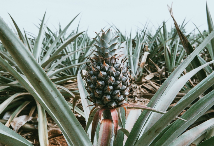 Opérationnaliser le Bureau d'Exécution Stratégique en Guinée (BES)