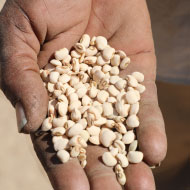 AGRICULTURE & SÉCURITÉ ALIMENTAIRE