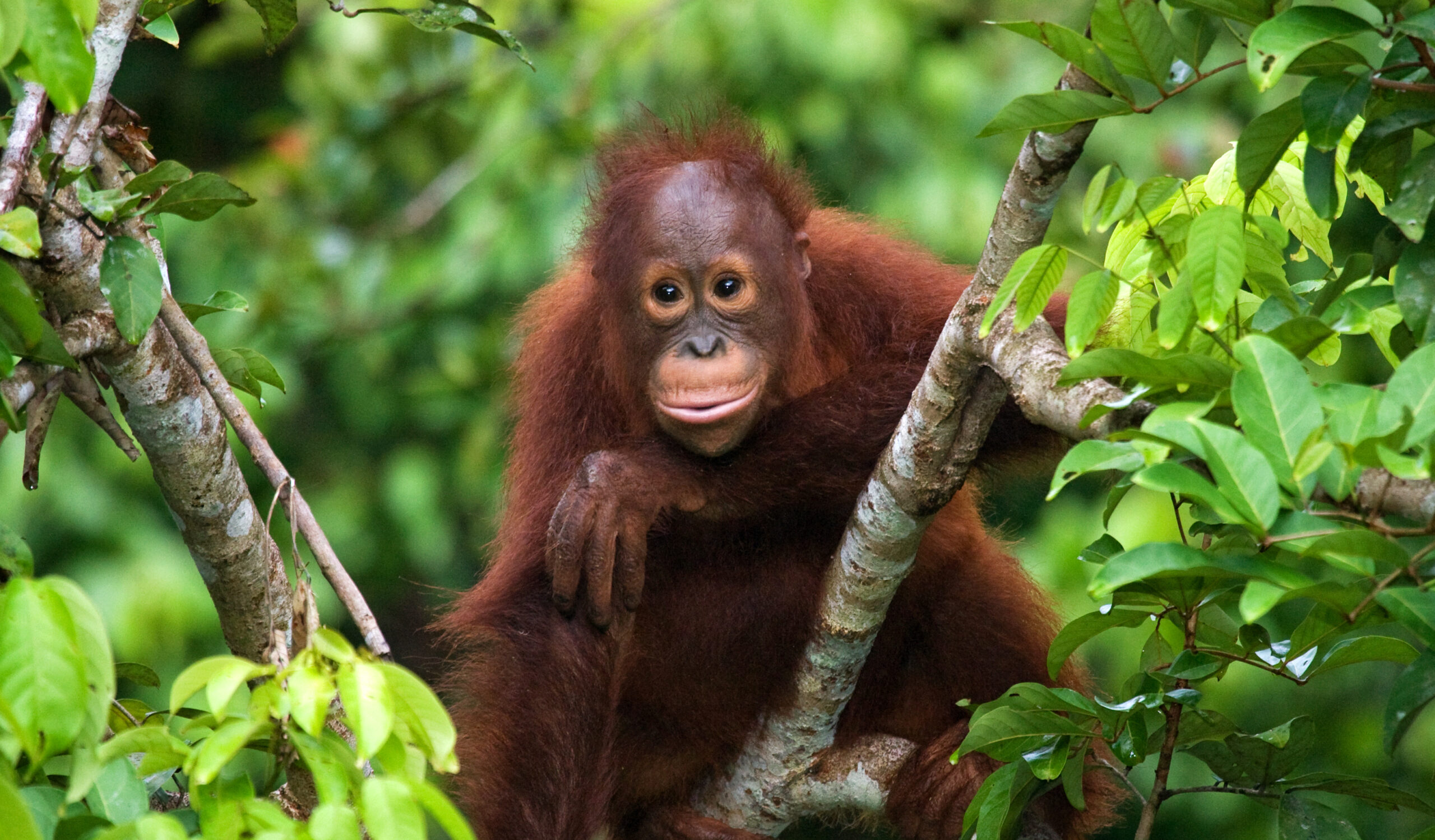LA OPORTUNIDAD DE REVERTIR LA DEVASTADORA PÉRDIDA DE BIODIVERSIDAD MEDIANTE UNA ECONOMÍA POSITIVA PARA LA NATURALEZA