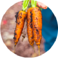 AGRICULTURA Y SEGURIDAD ALIMENTICIA