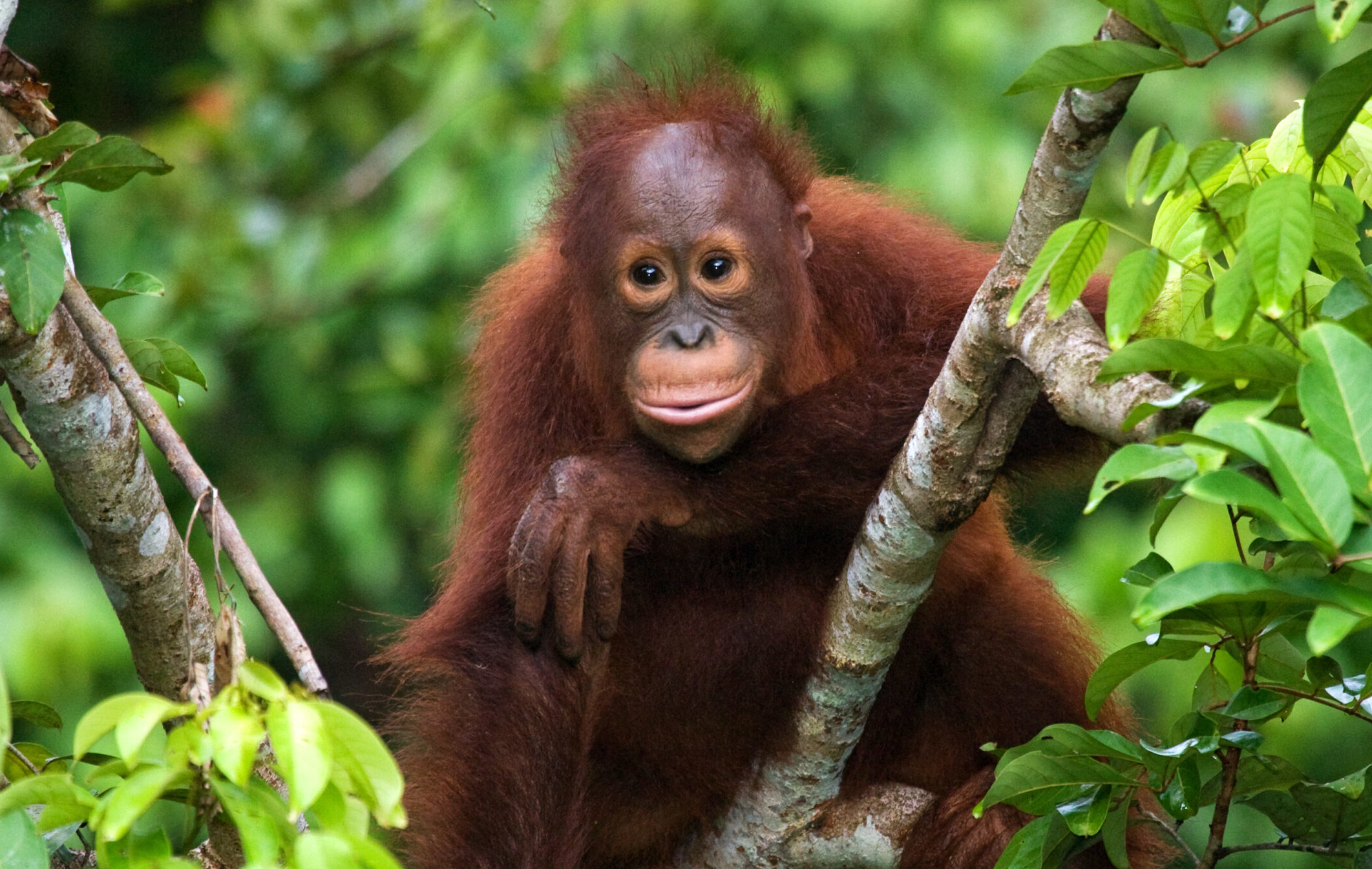 La oportunidad de revertir la devastadora pérdida de biodiversidad mediante una economía positiva para la naturaleza 